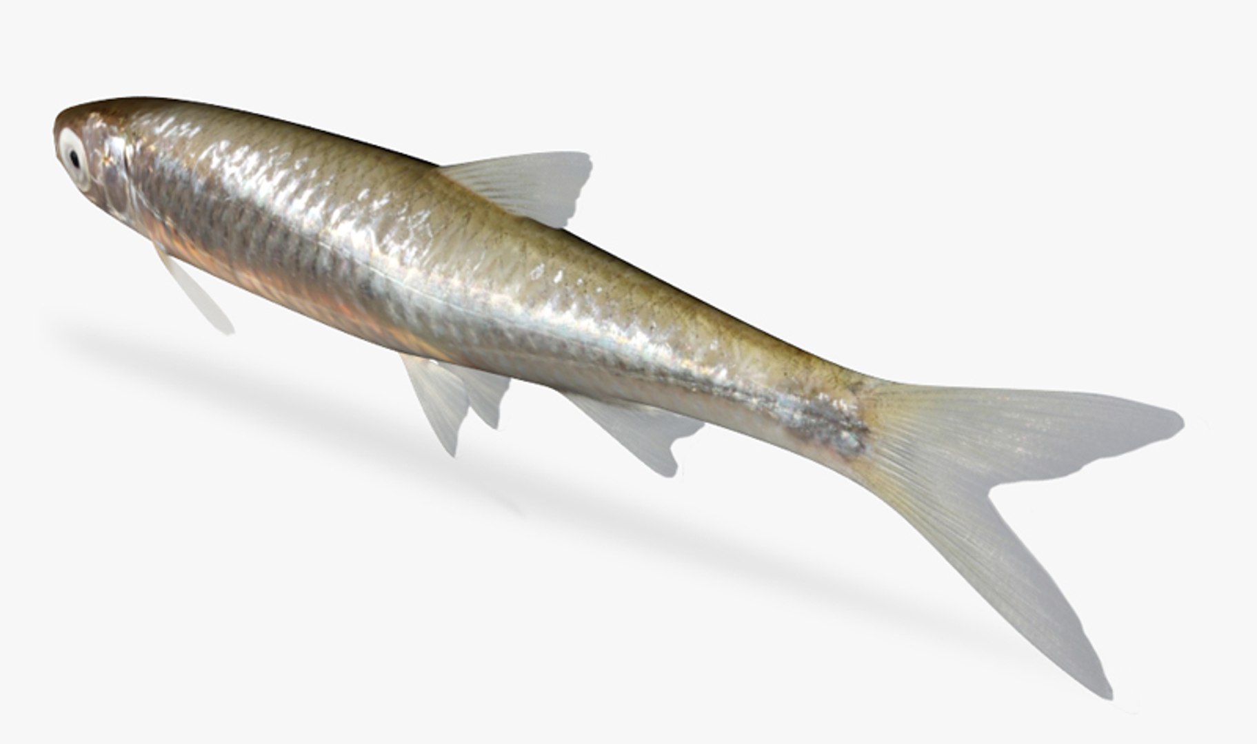 3d model notropis atherinoides emerald shiner https://p.turbosquid.com/ts-thumb/RT/vWKYcJ/3e92BNGZ/4/jpg/1446109688/1920x1080/fit_q87/6597f70c860c0c696d3ed53168dc0dad90636618/4.jpg