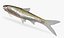 Notropis atherinoides Emerald Shiner