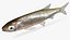 Notropis atherinoides Emerald Shiner