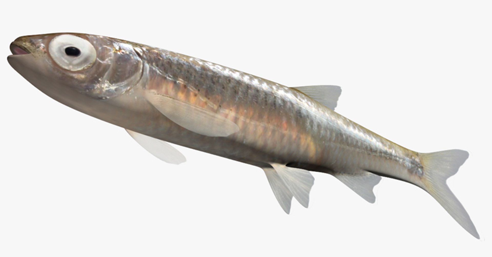 3d model notropis atherinoides emerald shiner