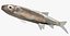 Notropis atherinoides Emerald Shiner