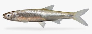 3d model notropis atherinoides emerald shiner