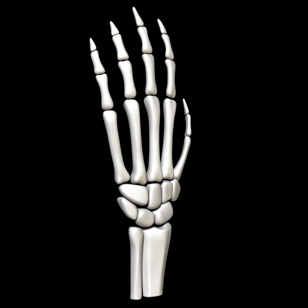 3D skeleton hand skelet - TurboSquid 1574694