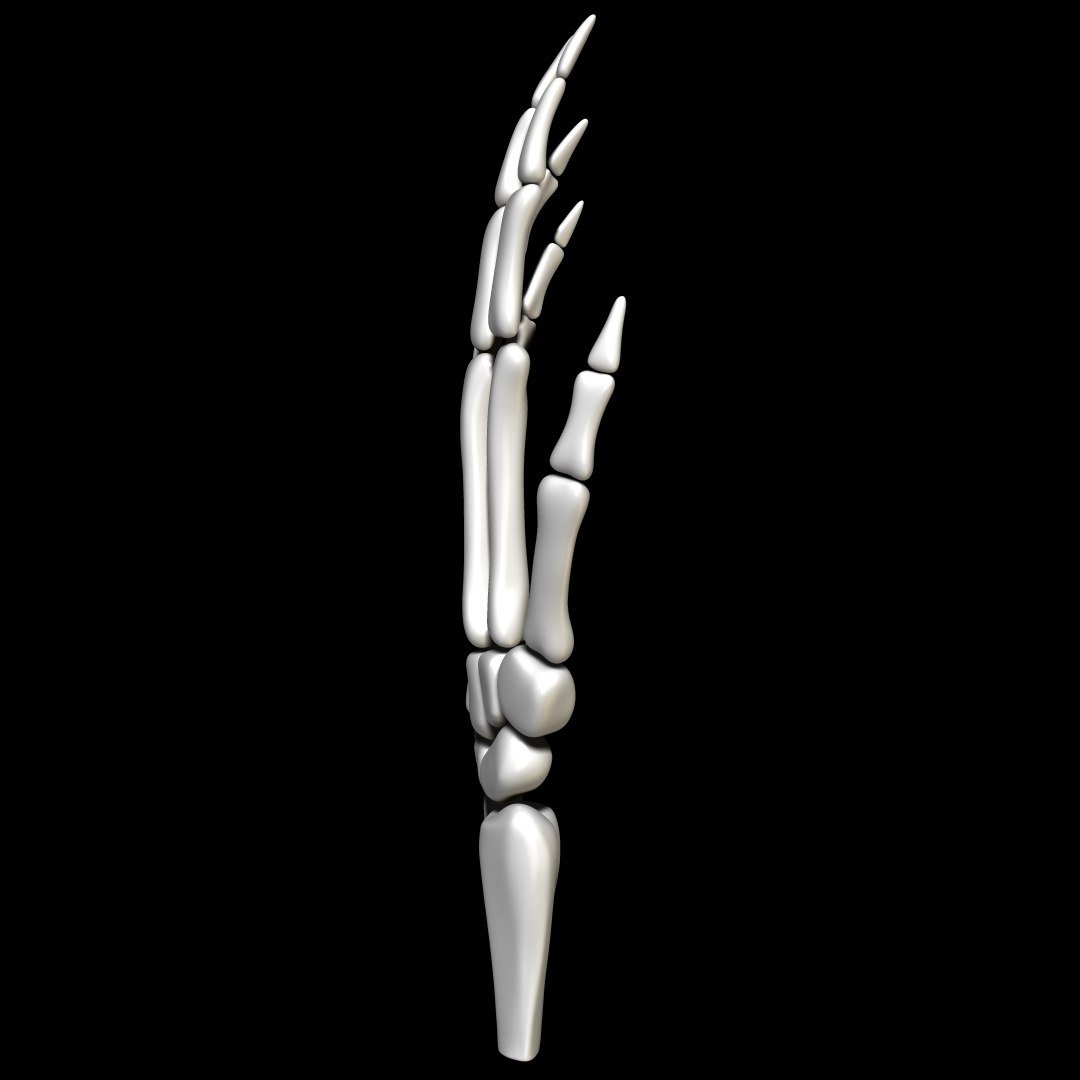 Skeleton Hand - Download Free 3D model by ZachCHale (@zachariah.the.hale)  [a4bf7ea]