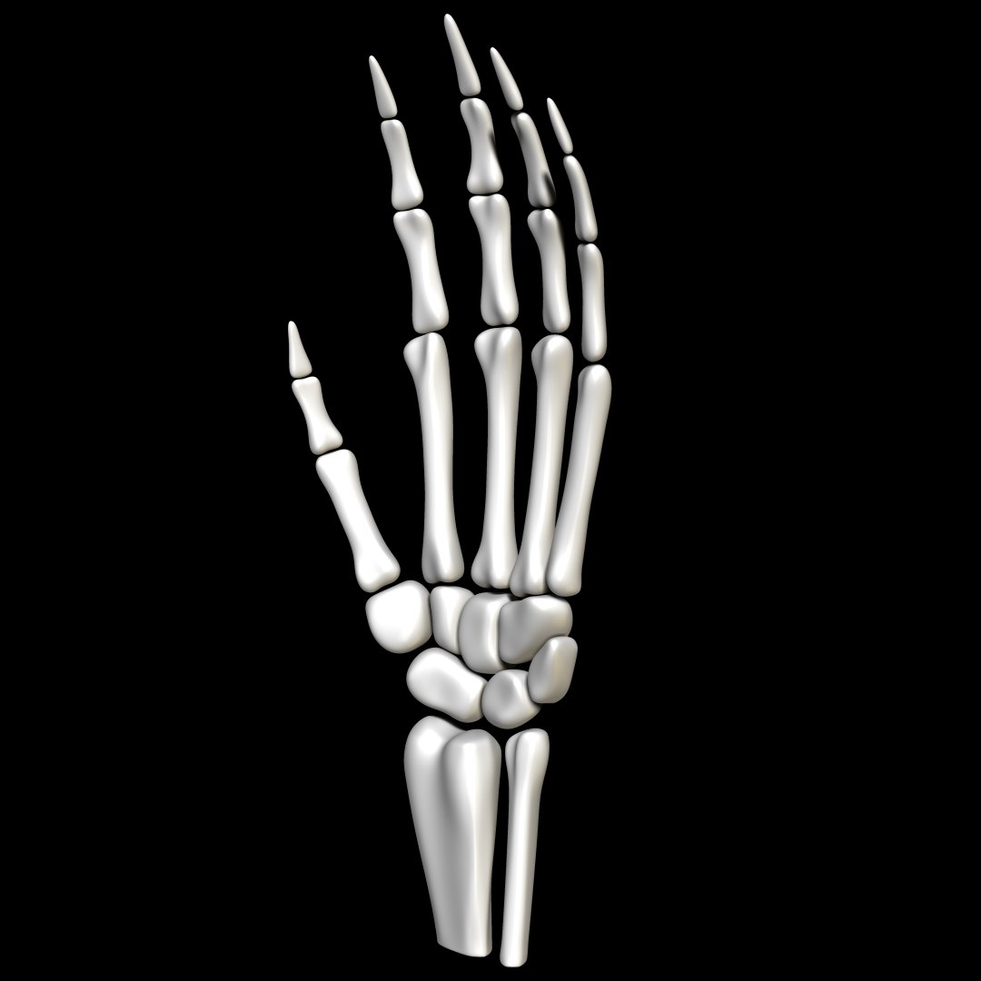 Skeleton Hand - Download Free 3D model by ZachCHale (@zachariah.the.hale)  [a4bf7ea]