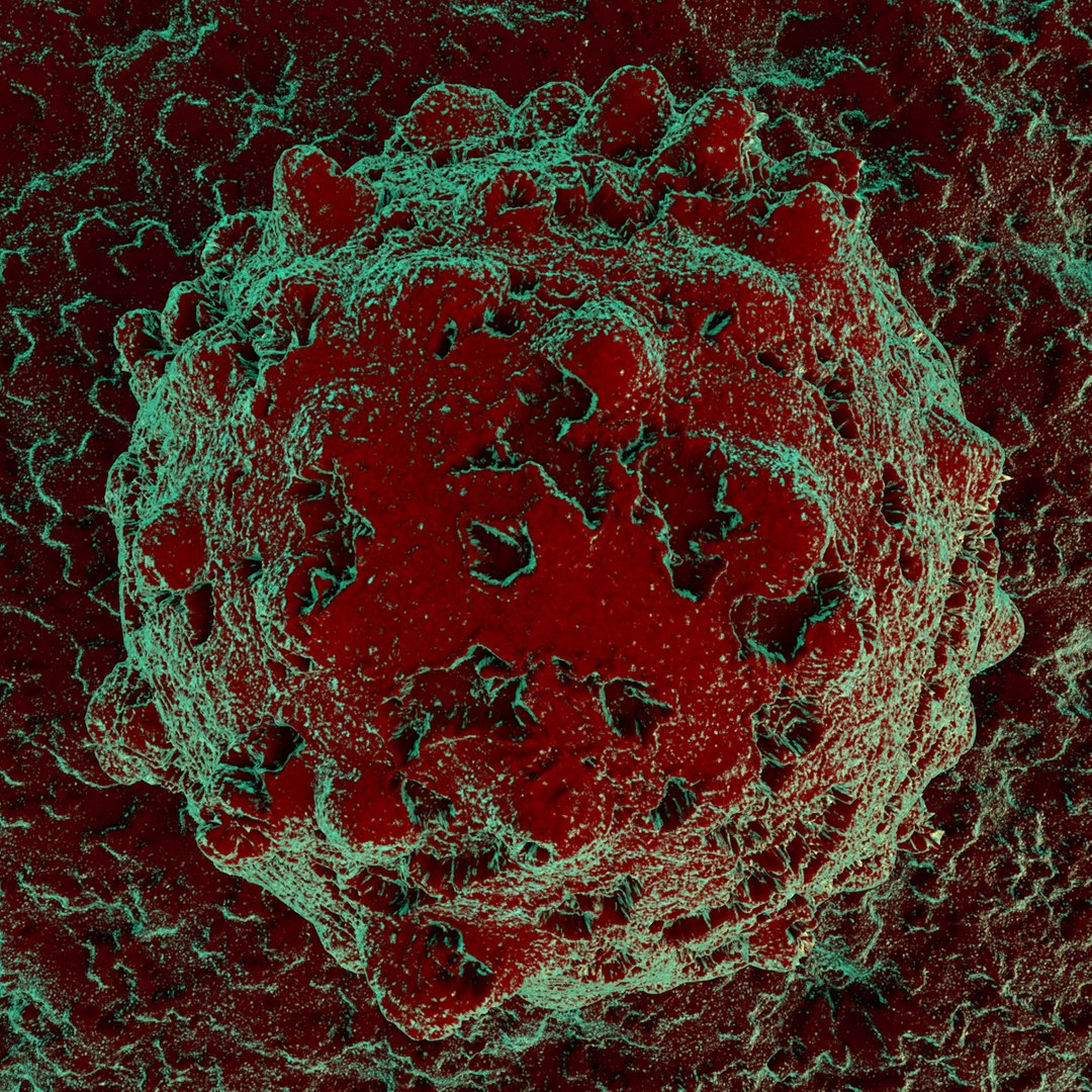 3D cell biology https://p.turbosquid.com/ts-thumb/RU/4Pet9B/pq7a8vve/micro_0062/png/1601037111/1920x1080/fit_q87/7806c24692b89cde4f751c7abced08f9f69cbb5f/micro_0062.jpg