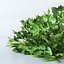 parsley 3d model