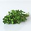 parsley 3d model