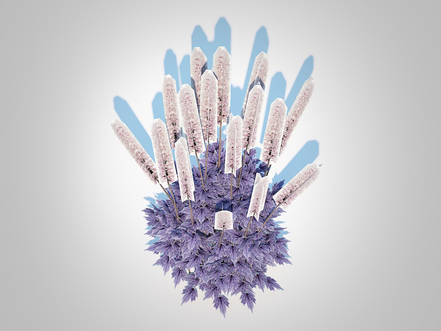 Cimicifuga Racemosa Brunette - Bugbane 3D Model - TurboSquid 2289045