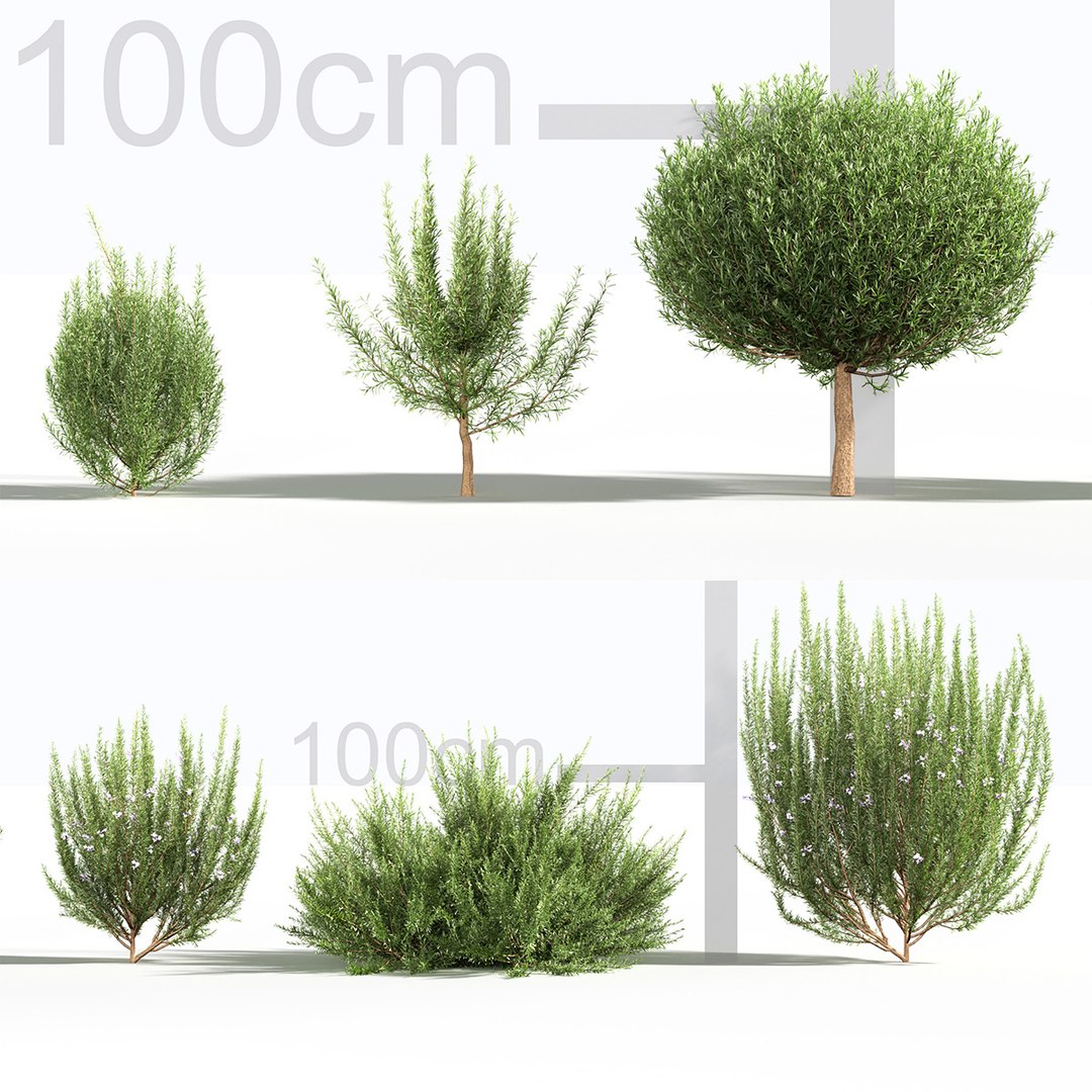 3D Rosemary 3D model https://p.turbosquid.com/ts-thumb/RU/DbkE83/I4/gd_v23_rosemary_tb/jpg/1787418902/1920x1080/fit_q87/fafcd7727c59cc3461fa661c58dd7004ba48991b/gd_v23_rosemary_tb.jpg