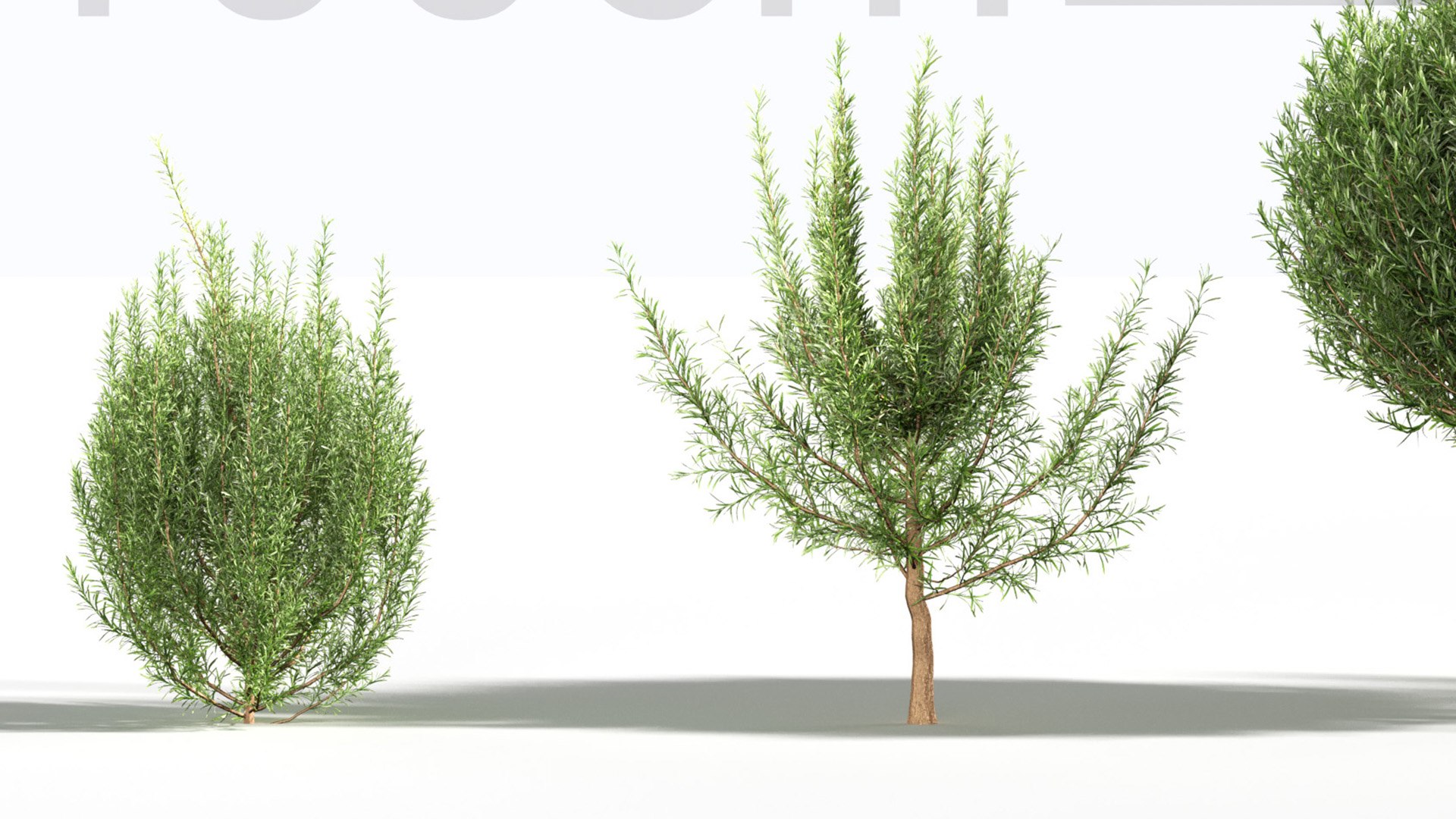 3D Rosemary 3D model https://p.turbosquid.com/ts-thumb/RU/DbkE83/J2/gd_v23_rosemary_05/jpg/1787418929/1920x1080/fit_q87/0920c5706f461ce1a4bc5c60d853e9e08ff7dc08/gd_v23_rosemary_05.jpg