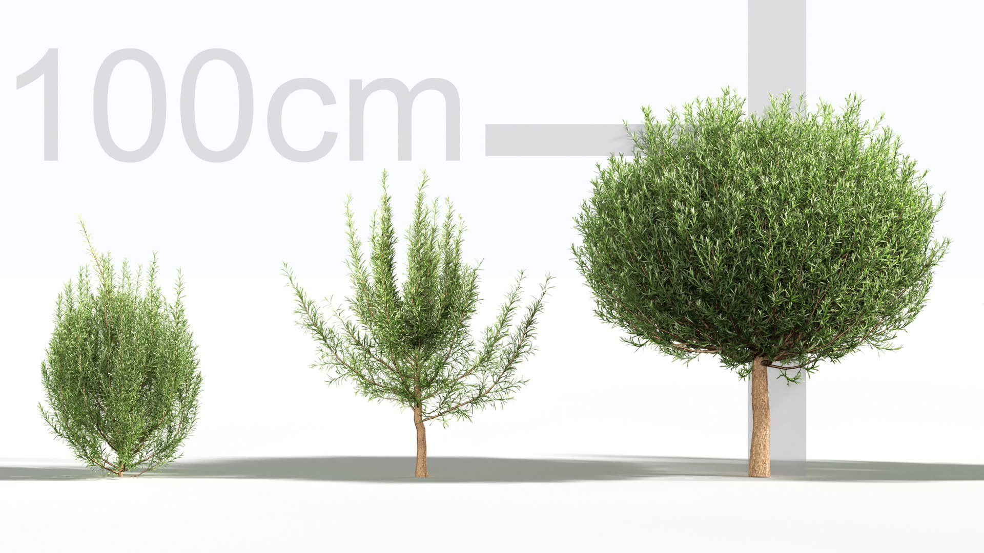 3D Rosemary 3D model https://p.turbosquid.com/ts-thumb/RU/DbkE83/JP/gd_v23_rosemary_02/jpg/1787418914/1920x1080/fit_q87/13ec006cf2df38e084ef3f860c343dd209b7aaec/gd_v23_rosemary_02.jpg
