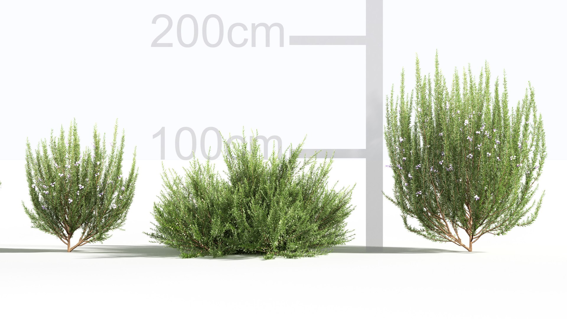 3D Rosemary 3D model https://p.turbosquid.com/ts-thumb/RU/DbkE83/Lj/gd_v23_rosemary_03/jpg/1787418917/1920x1080/fit_q87/be666d30467f3c442bda7c17a680226ef0fdd2fe/gd_v23_rosemary_03.jpg