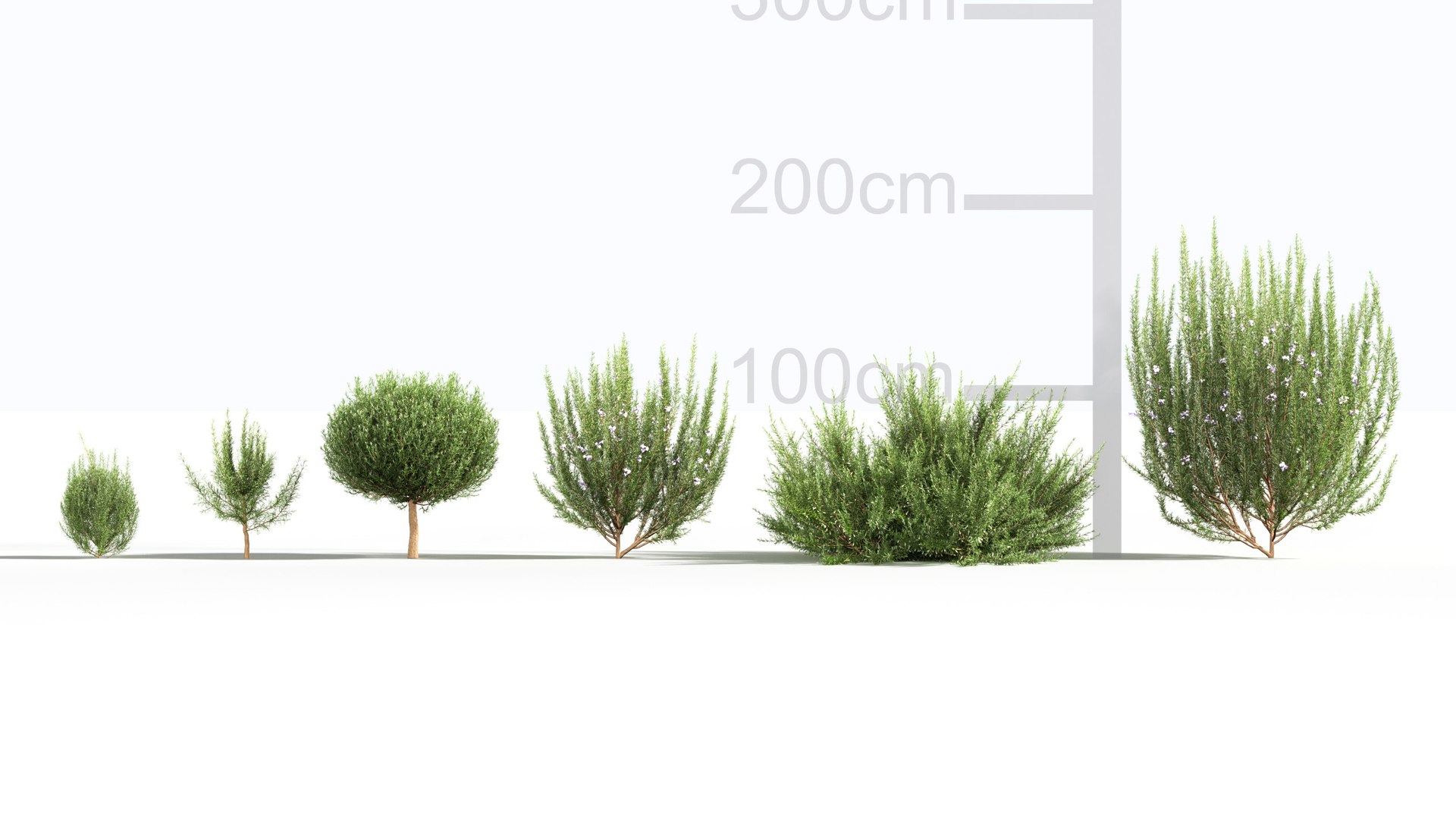 3D Rosemary 3D model https://p.turbosquid.com/ts-thumb/RU/DbkE83/V9/gd_v23_rosemary_01/jpg/1787418909/1920x1080/fit_q87/e0a14d87a9417a805500dd2b637e00ae40f89ddd/gd_v23_rosemary_01.jpg