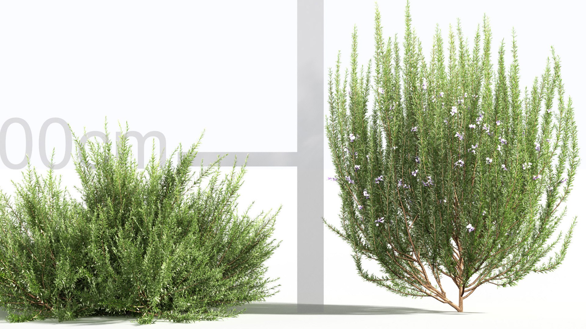 3D Rosemary 3D model https://p.turbosquid.com/ts-thumb/RU/DbkE83/ZC/gd_v23_rosemary_06/jpg/1787418935/1920x1080/fit_q87/7fe7699b7629977b3f4d9ba9408f835287f17e60/gd_v23_rosemary_06.jpg