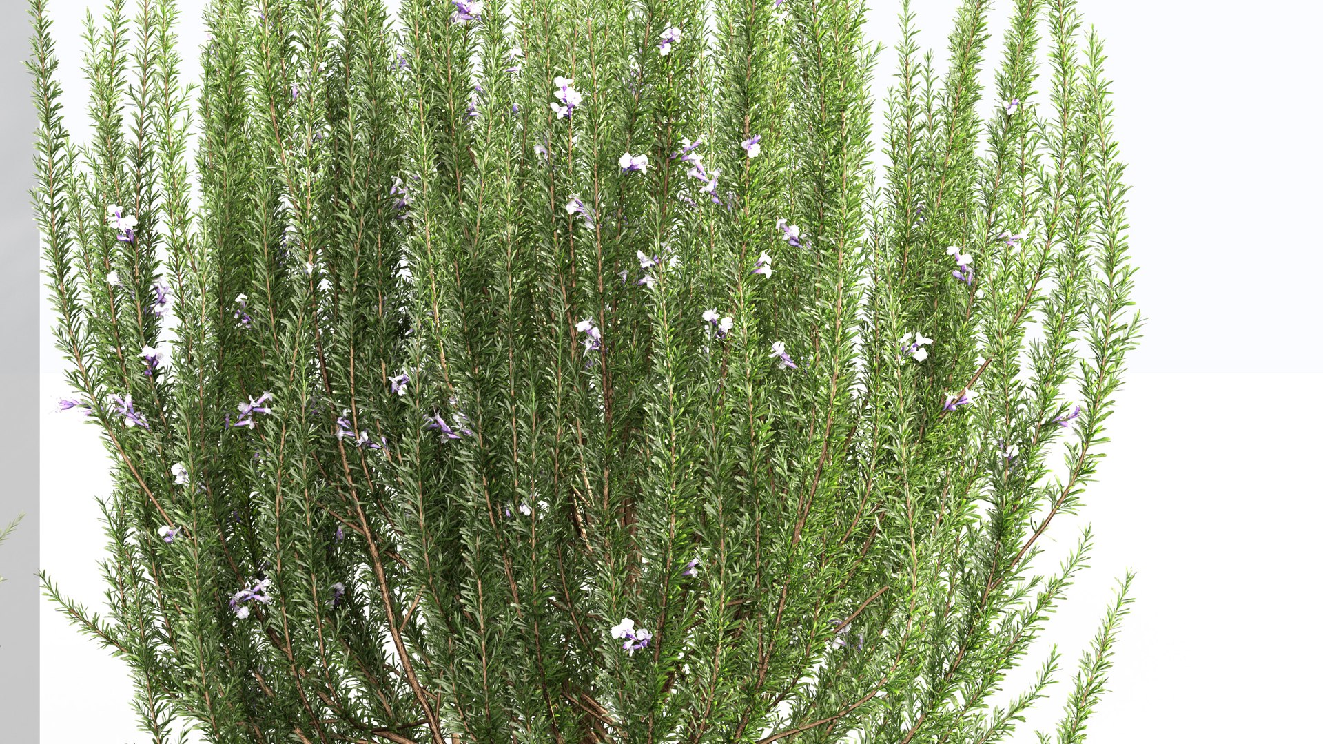 3D Rosemary 3D model https://p.turbosquid.com/ts-thumb/RU/DbkE83/az/gd_v23_rosemary_04/jpg/1787418923/1920x1080/fit_q87/54a62237392d051afee5ac74deea49706e3b3ed6/gd_v23_rosemary_04.jpg
