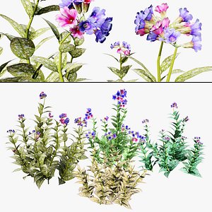 Marys tears flowering plants 3D