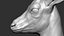 gazelle dorcas Gazella dorcas 3D model