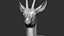 gazelle dorcas Gazella dorcas 3D model