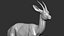 gazelle dorcas Gazella dorcas 3D model