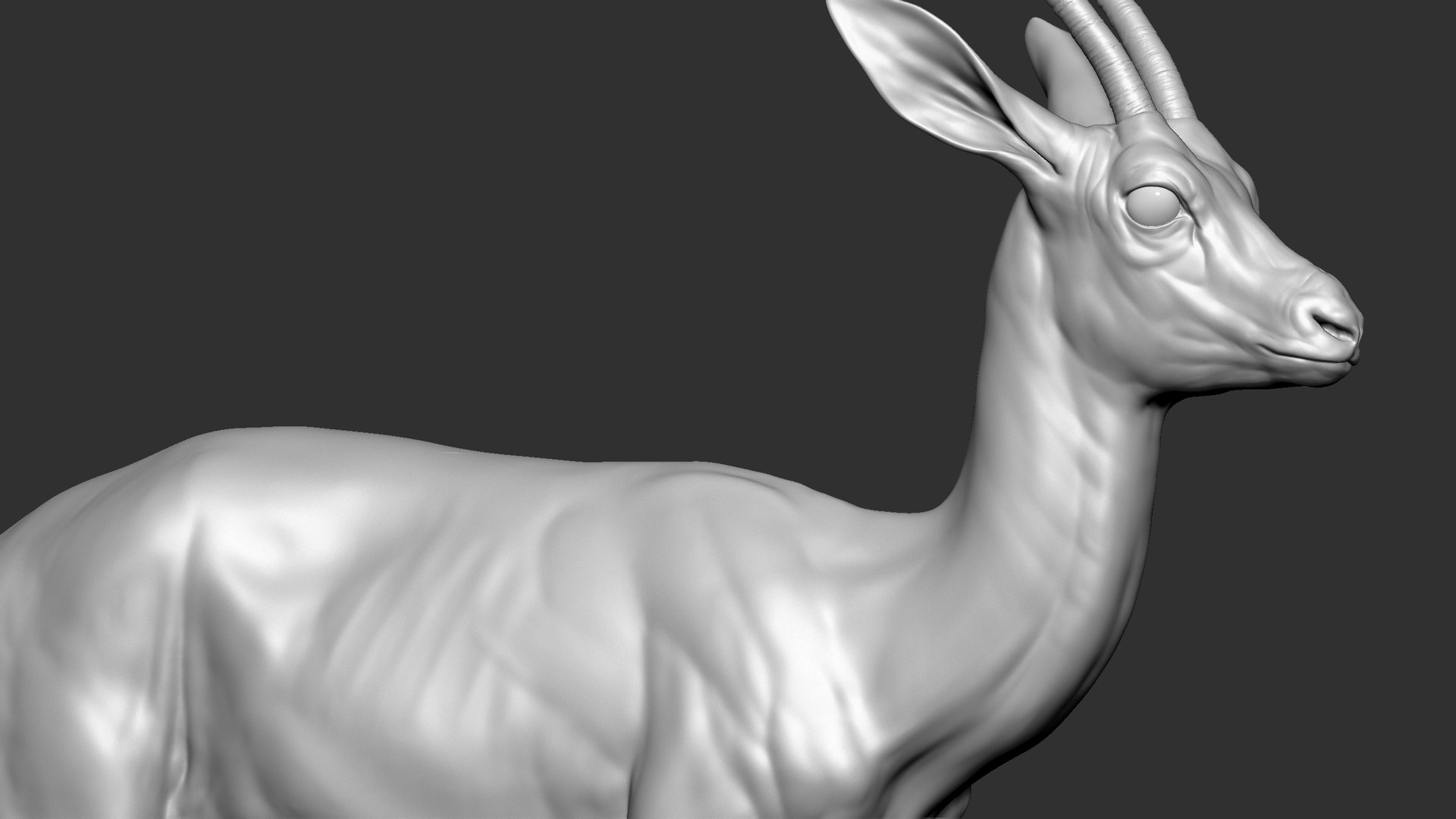 gazelle dorcas Gazella dorcas 3D model https://p.turbosquid.com/ts-thumb/RU/IifcaO/8l/20/jpg/1664073982/1920x1080/fit_q87/da8b270c3f2eb7638d44fc16608ebbe65c469f75/20.jpg