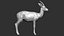 gazelle dorcas Gazella dorcas 3D model