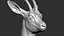 gazelle dorcas Gazella dorcas 3D model
