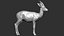 gazelle dorcas Gazella dorcas 3D model