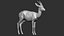 gazelle dorcas Gazella dorcas 3D model
