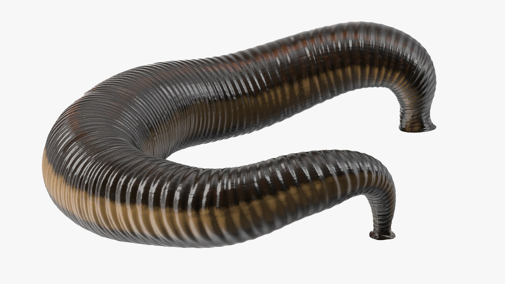 Hirudo Medicinalis Rigged for Cinema 4D 3D model preview
