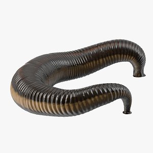 3D Hirudo Medicinalis Rigged for Cinema 4D