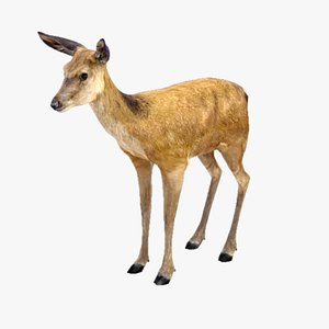 maya deer doe animate