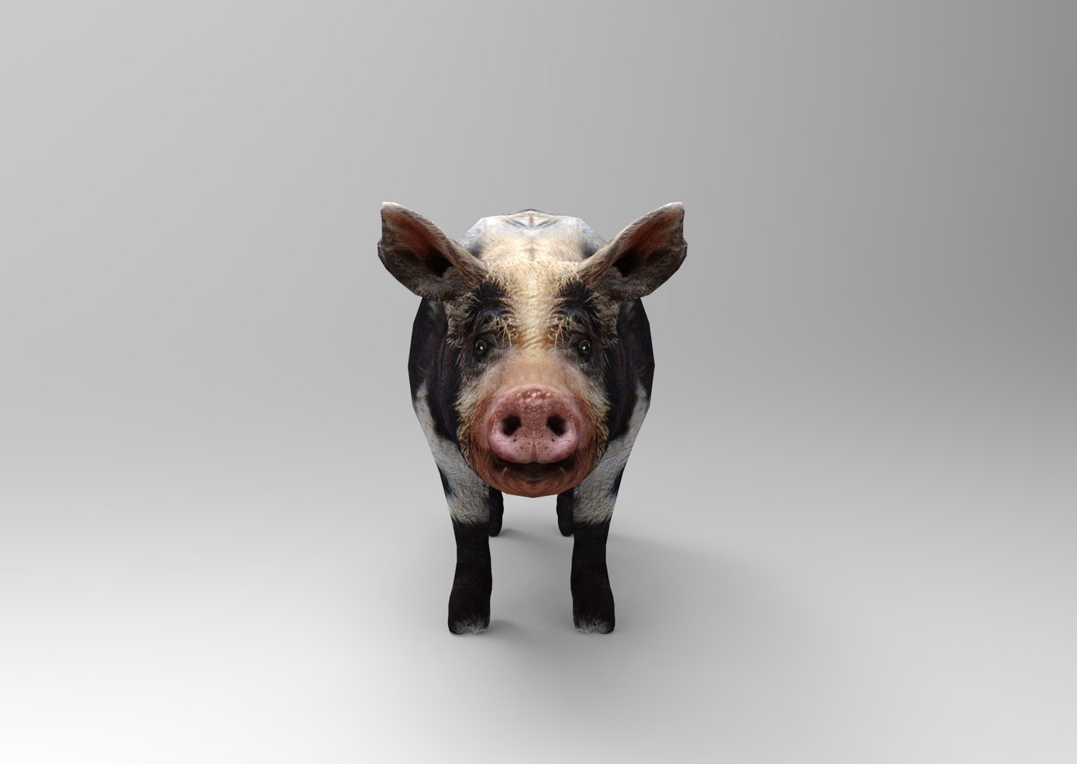 Pig Rigged 3d Max