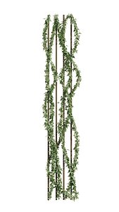 Ivy plant