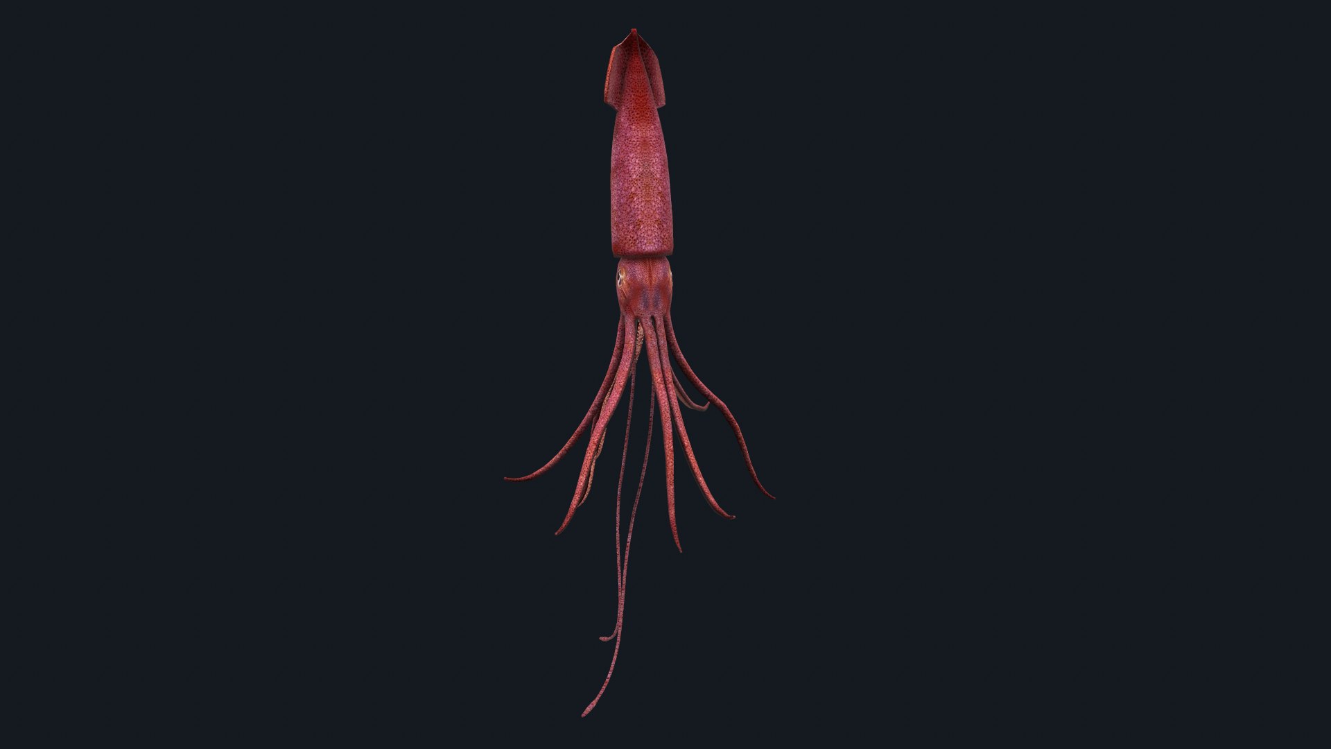 Animated squid 3D https://p.turbosquid.com/ts-thumb/RU/fbYQ08/Hh/screenshot002/png/1716626054/1920x1080/fit_q87/b63f04648a5c7405b359ac3aced3a5adfc16acfe/screenshot002.jpg