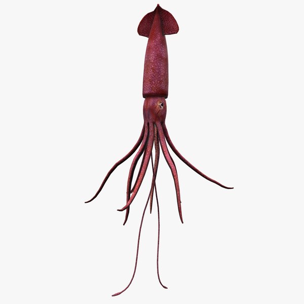 Blender Squid Models | TurboSquid