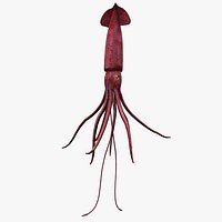 Animated squid