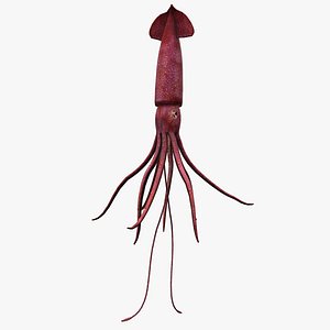 Animated squid