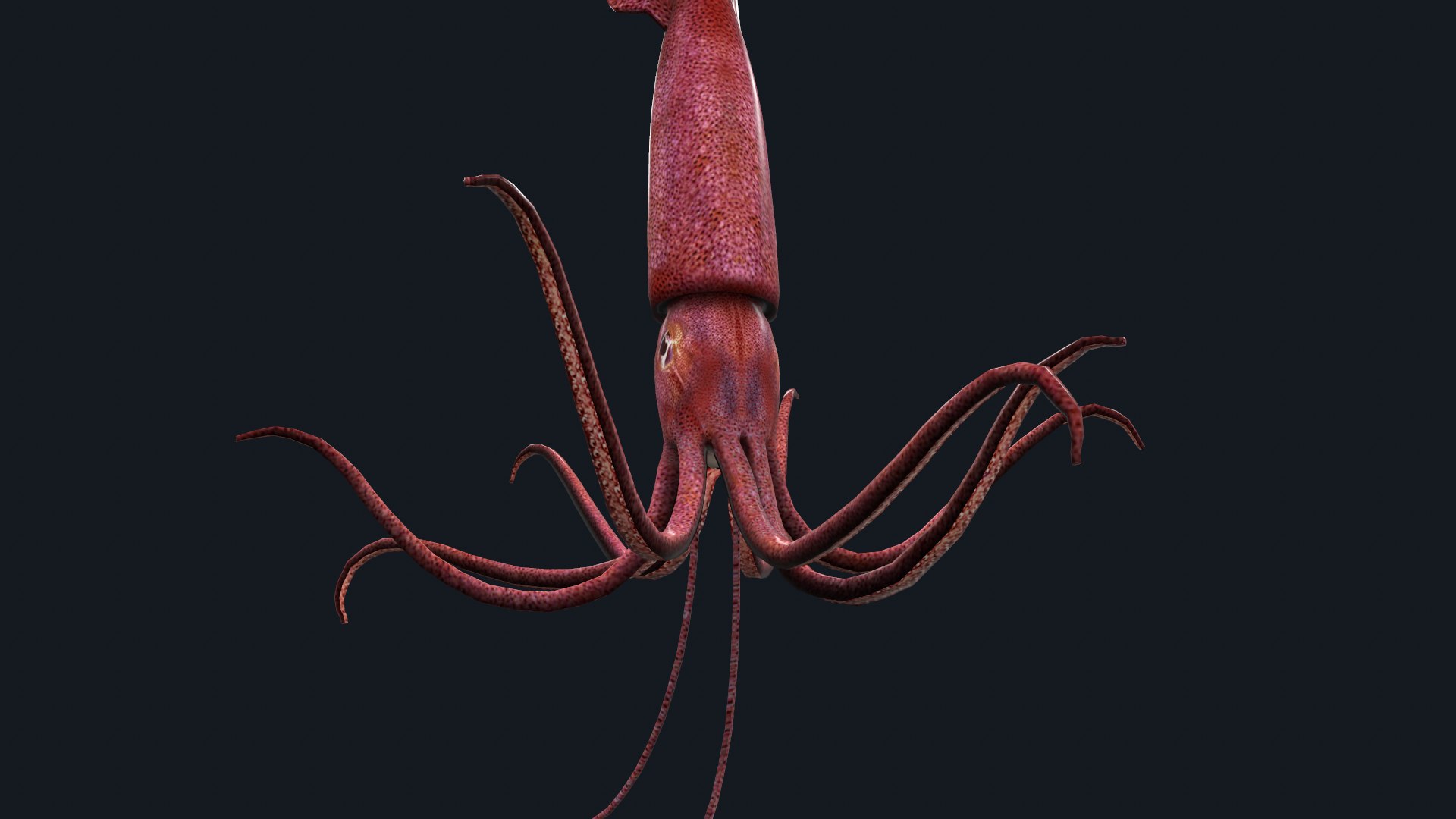 Animated squid 3D https://p.turbosquid.com/ts-thumb/RU/fbYQ08/kV/screenshot005/png/1716626055/1920x1080/fit_q87/0c1391fcf4800be8eb2c710ed3b4f1d8f9e7bbfa/screenshot005.jpg