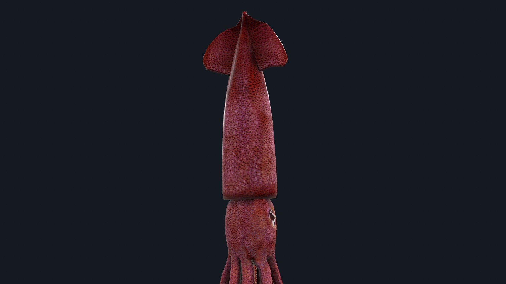 Animated squid 3D https://p.turbosquid.com/ts-thumb/RU/fbYQ08/wc/screenshot004/png/1716626055/1920x1080/fit_q87/99bd3740cc002e8ed47127fdc5b5cf8cbccaf210/screenshot004.jpg