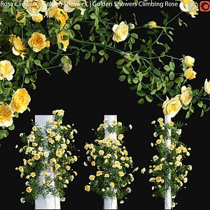 3D Rosa Climbing Golden Showers - rose 02