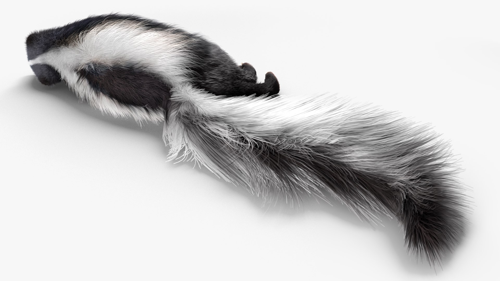 Skunk Lying Fur 3D Model - TurboSquid 2110849