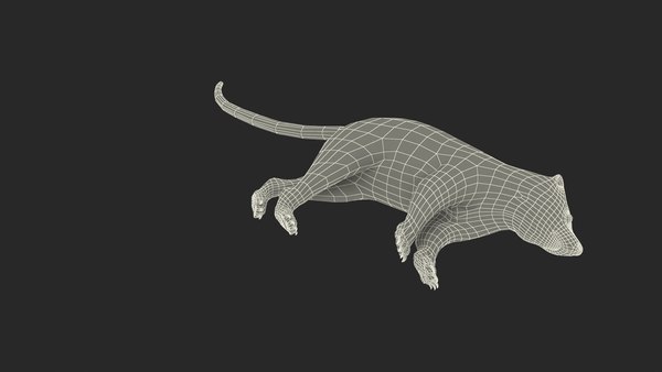 modelo 3d Piel de zorrillo acostado - TurboSquid 2110849