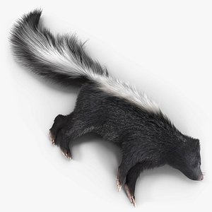 Skunk Lying Fur