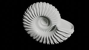 3D Ammonoid shell with monoschizotomous bipartite ribs model