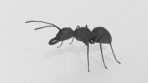 ant 3D