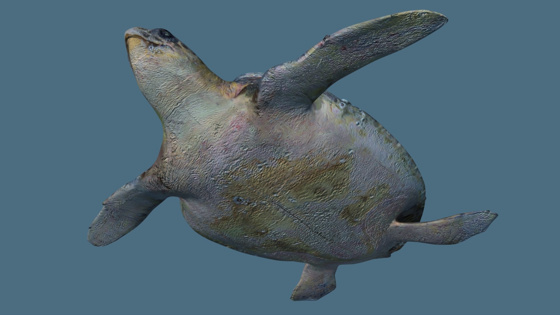 3D Turtle - TurboSquid 2195574