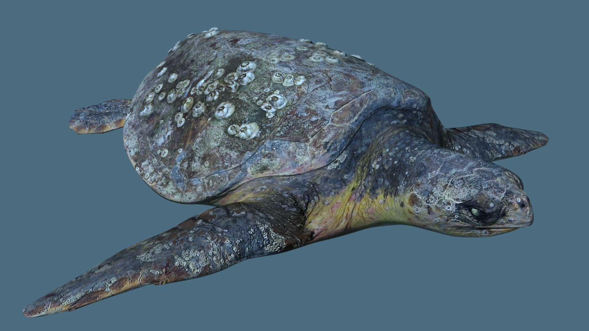 3D Turtle - TurboSquid 2195574