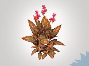 Canna - canna lily red-maroon