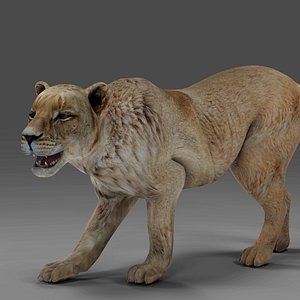 Lioness Rigged V01 in Blender model